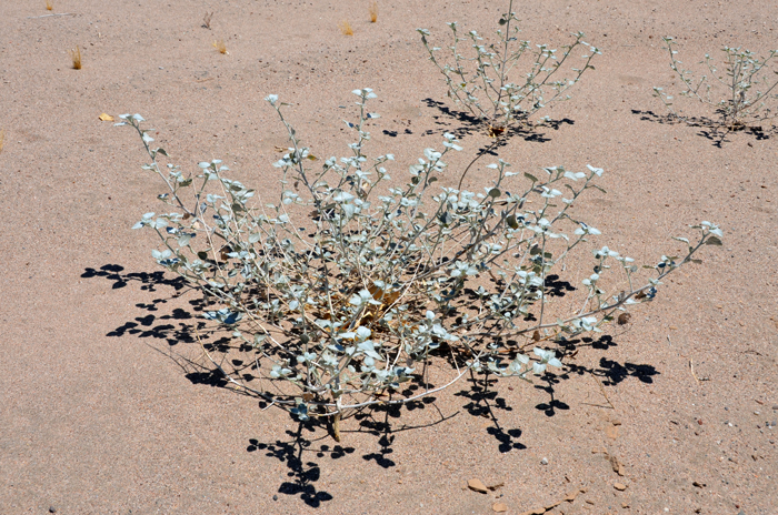 Desert Twinbugs prefer dry desert areas such as alluvial soils or sandy soils, sandy washes and dunes. Dicoria canescens